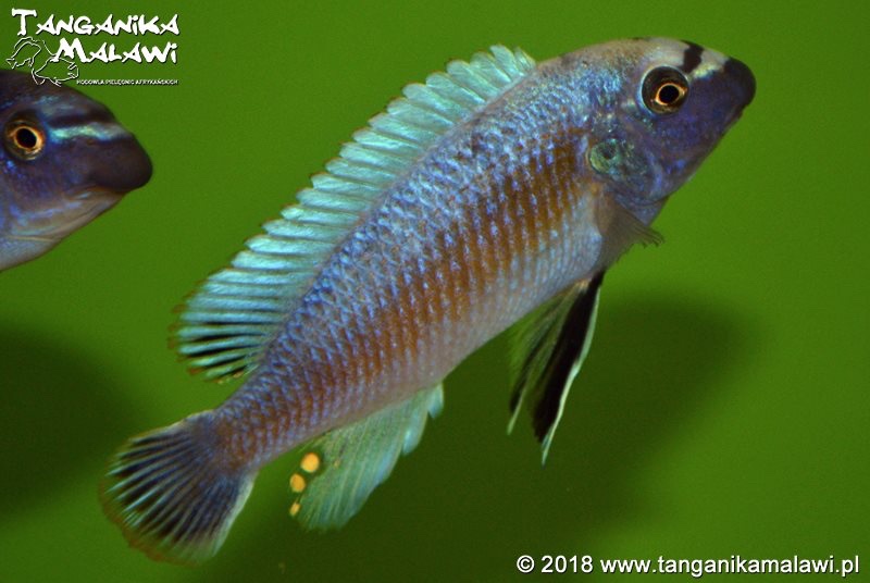 Labeotropheus trewavasae 'Manda'